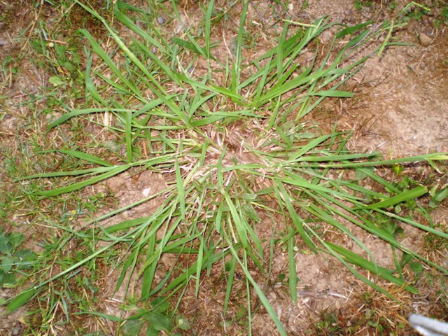 graminacea (?) - Paspalum dilatatum